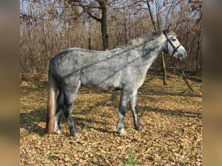 Connemara Mestizo Caballo castrado 3 años 138 cm Tordo in Csömör