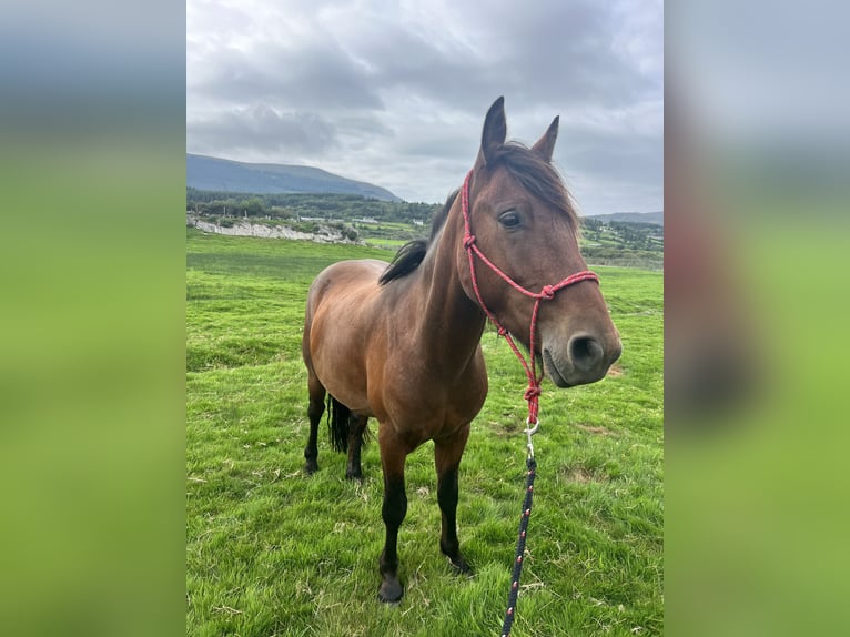 Connemara Caballo castrado 3 años 140 cm Castaño oscuro in Bantry
