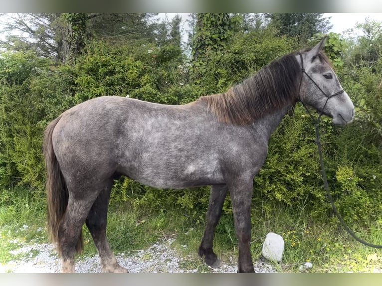 Connemara Caballo castrado 3 años 142 cm Tordo in Galway
