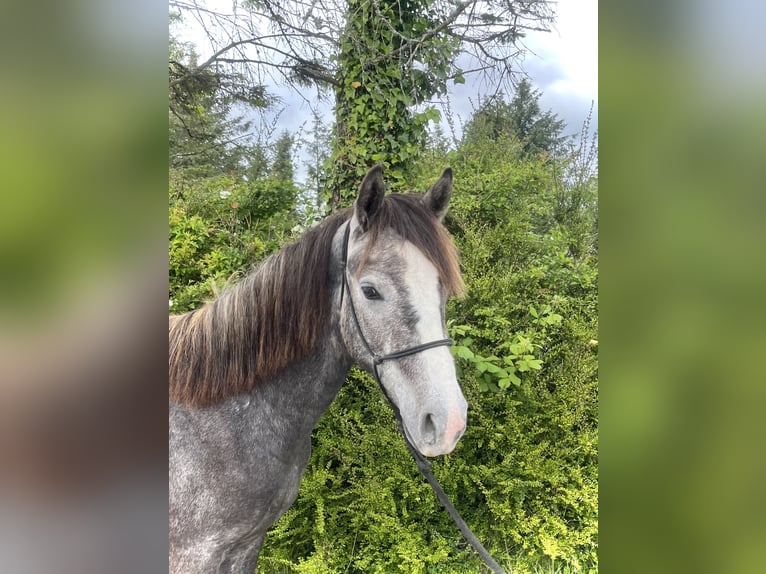 Connemara Caballo castrado 3 años 142 cm Tordo in Galway
