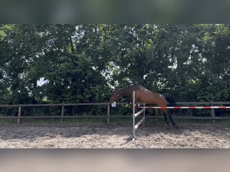 Connemara Caballo castrado 3 años 144 cm Castaño in Den Hout