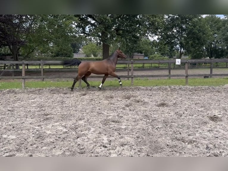 Connemara Caballo castrado 3 años 144 cm Castaño in Den Hout