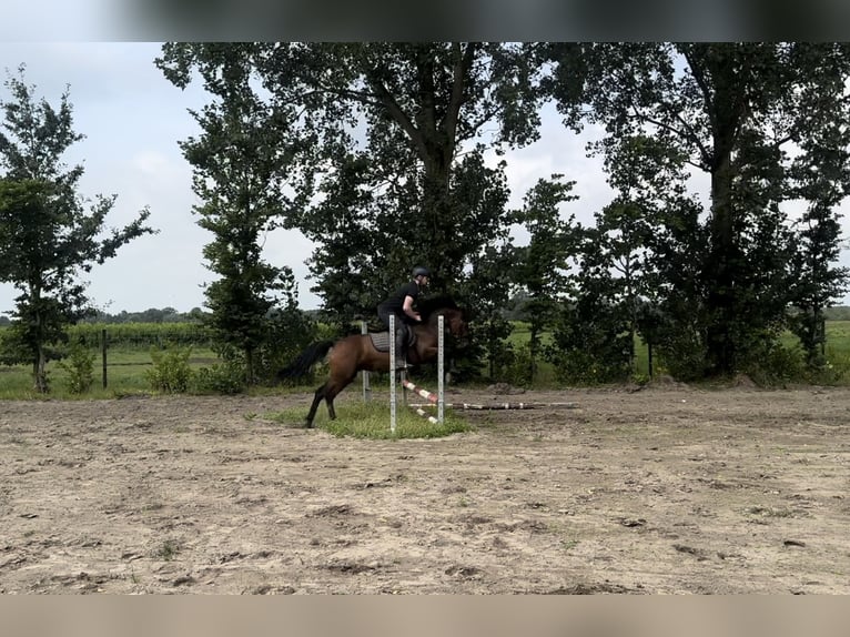 Connemara Caballo castrado 3 años 144 cm Castaño in Den Hout