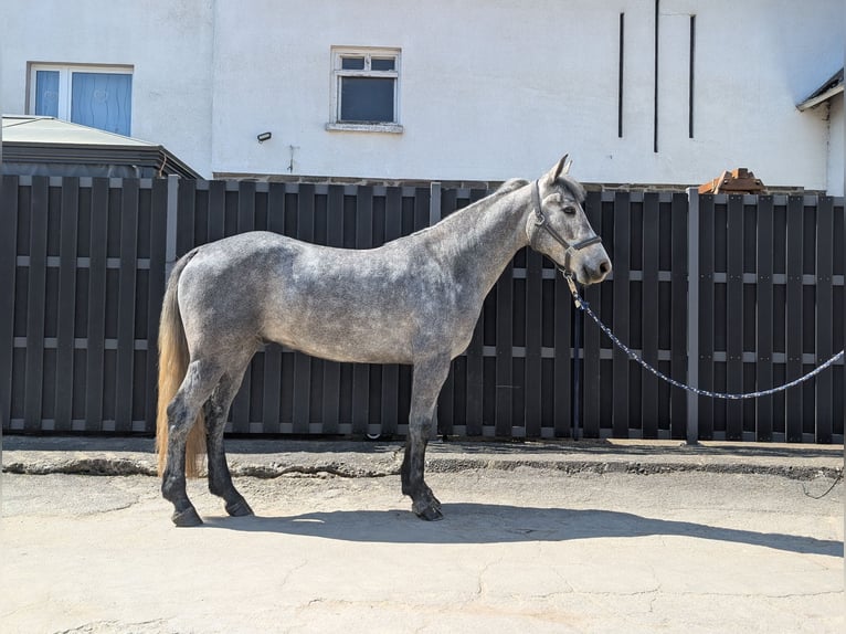 Connemara Caballo castrado 3 años 144 cm Porcelana in Morsbach