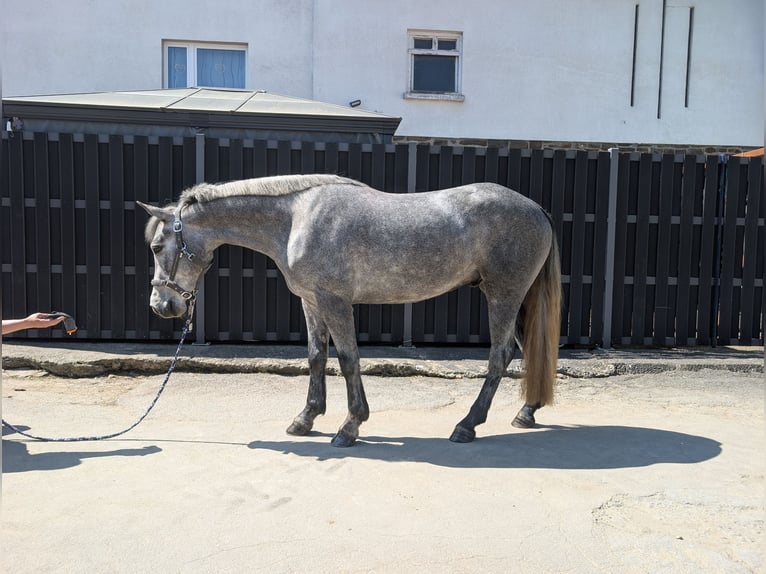 Connemara Caballo castrado 3 años 144 cm Porcelana in Morsbach