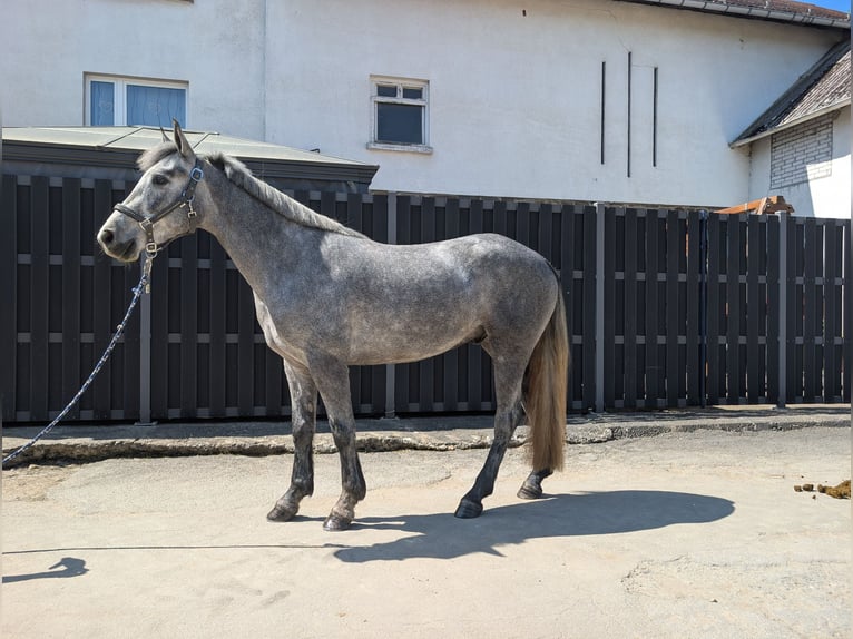 Connemara Caballo castrado 3 años 144 cm Porcelana in Morsbach