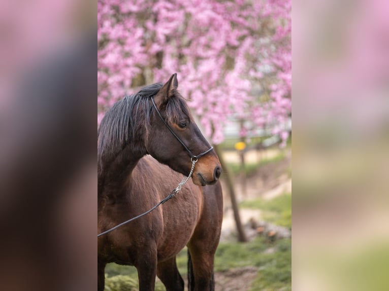 Connemara Mestizo Caballo castrado 3 años 145 cm Castaño in Münstermaifeld