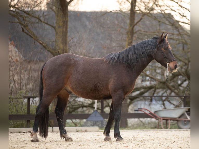 Connemara Mestizo Caballo castrado 3 años 145 cm Castaño in Münstermaifeld