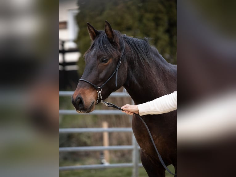 Connemara Mestizo Caballo castrado 3 años 145 cm Castaño in Münstermaifeld