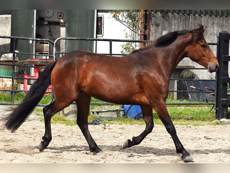 Connemara Caballo castrado 3 años 145 cm Castaño rojizo in Ireland