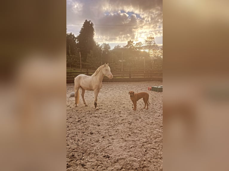 Connemara Caballo castrado 3 años 145 cm Cremello in Liège