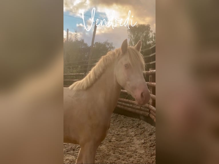 Connemara Caballo castrado 3 años 145 cm Cremello in Liège