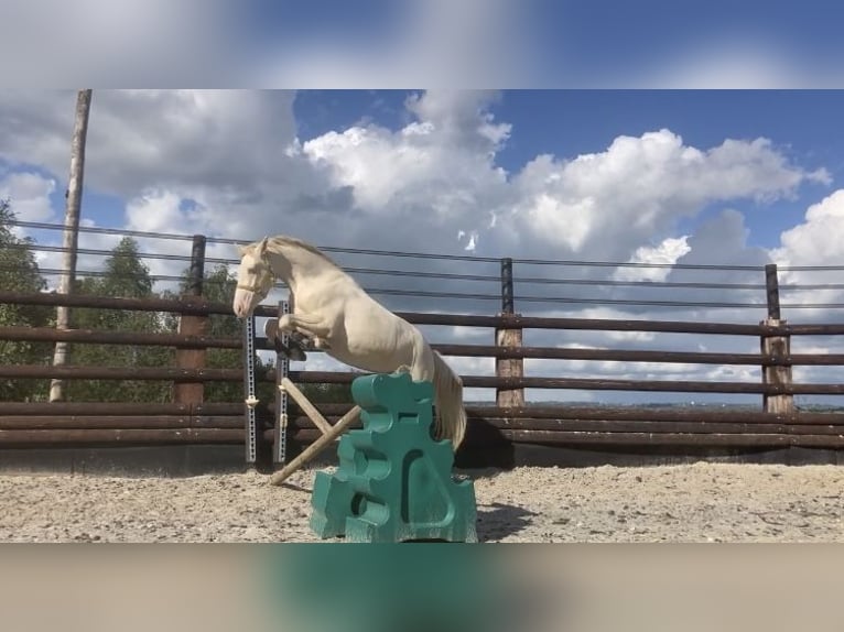 Connemara Caballo castrado 3 años 145 cm Cremello in Liège