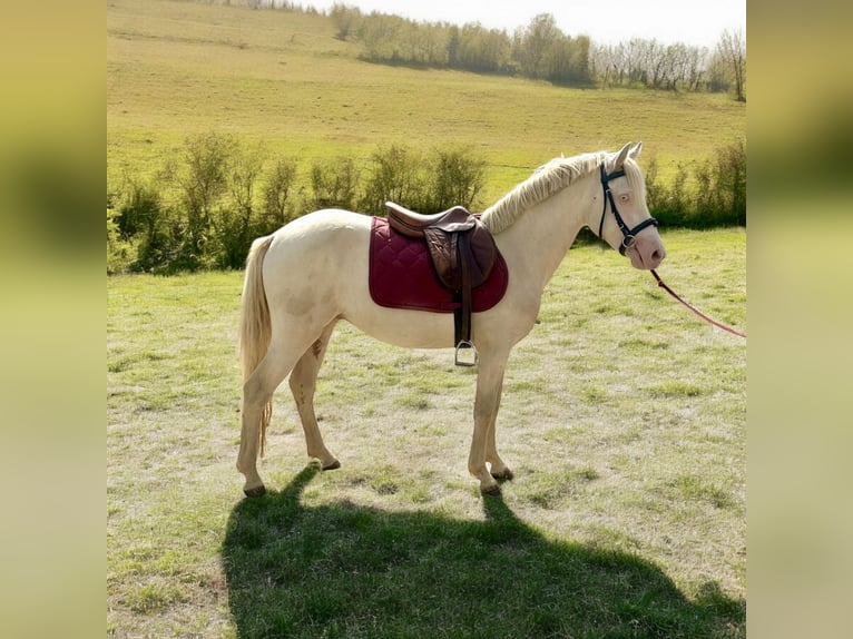 Connemara Caballo castrado 3 años 145 cm Cremello in Liège