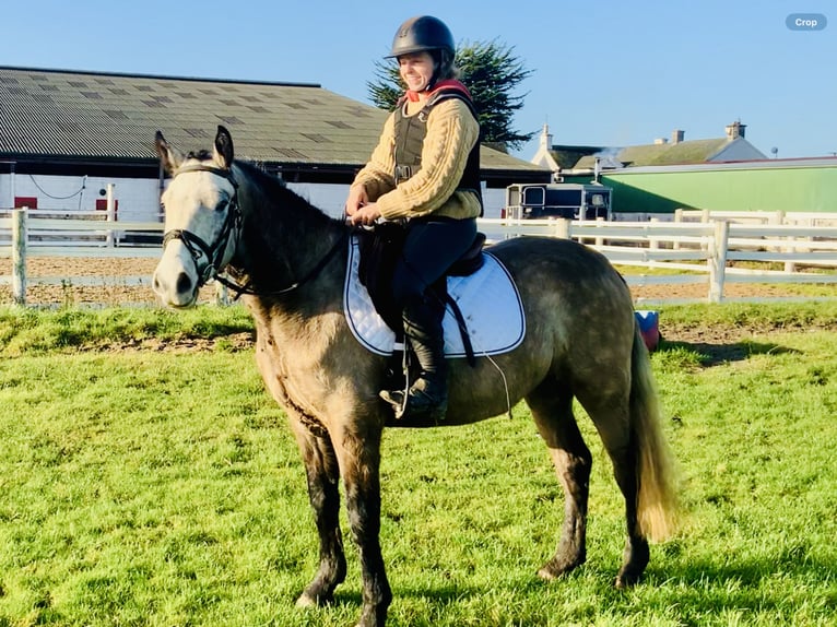 Connemara Caballo castrado 3 años 145 cm Tordo in Mountrath