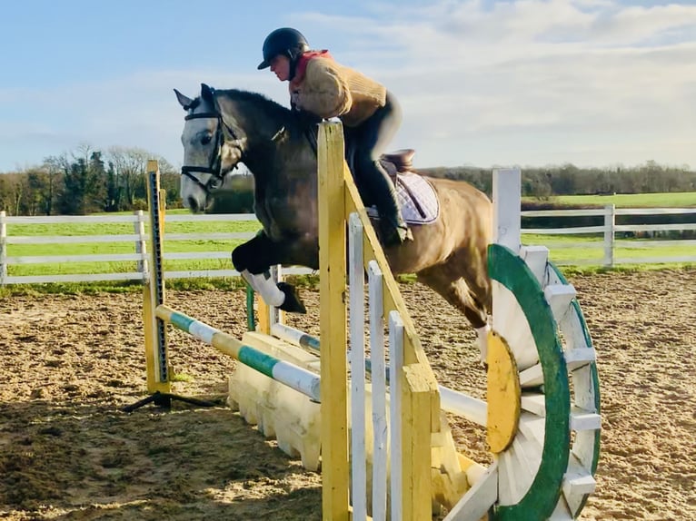 Connemara Caballo castrado 3 años 145 cm Tordo in Mountrath