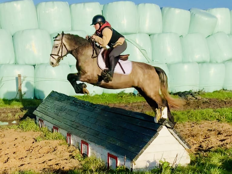 Connemara Caballo castrado 3 años 145 cm Tordo in Mountrath