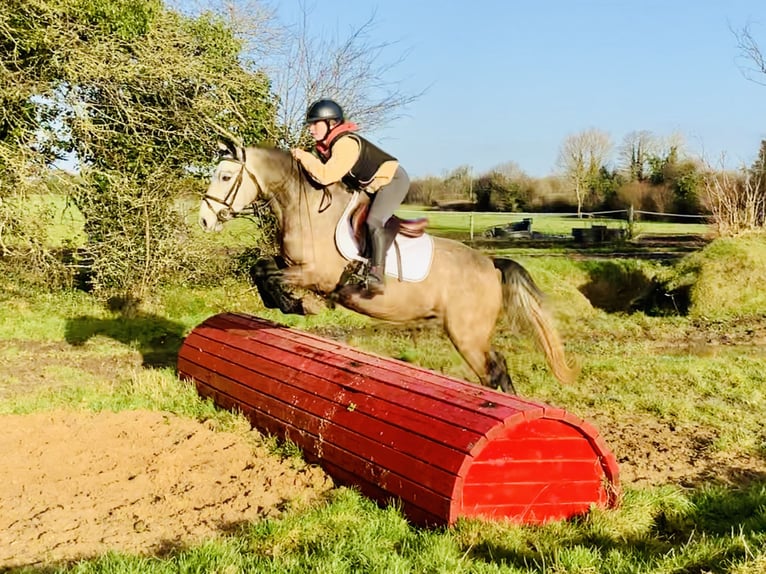 Connemara Caballo castrado 3 años 145 cm Tordo in Mountrath