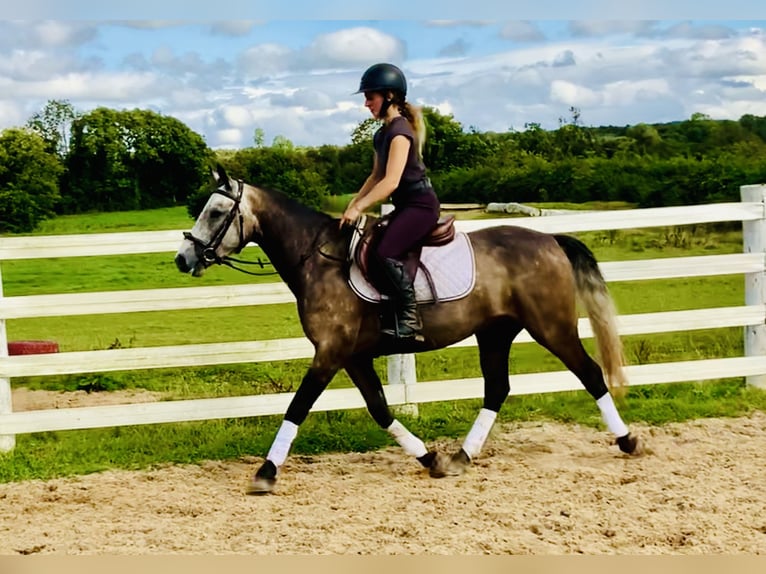 Connemara Caballo castrado 3 años 145 cm Tordo in Mountrath