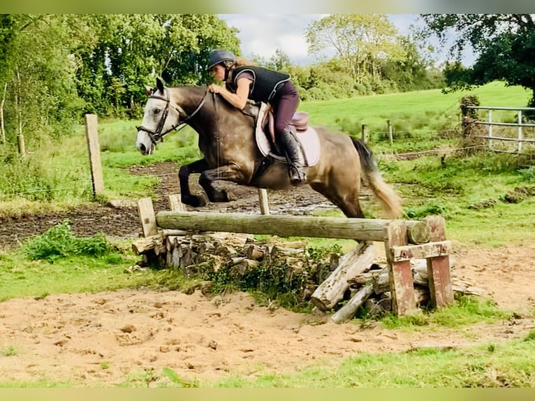 Connemara Caballo castrado 3 años 145 cm Tordo in Mountrath