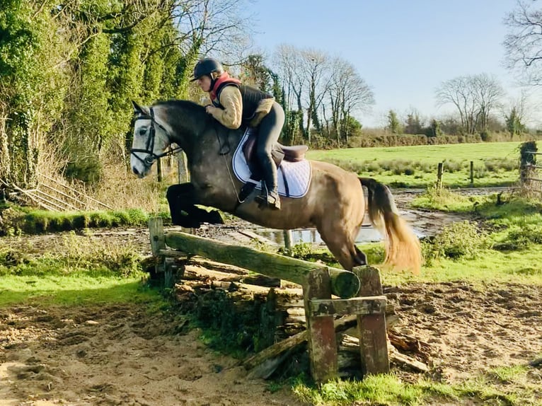 Connemara Caballo castrado 3 años 145 cm Tordo in Mountrath