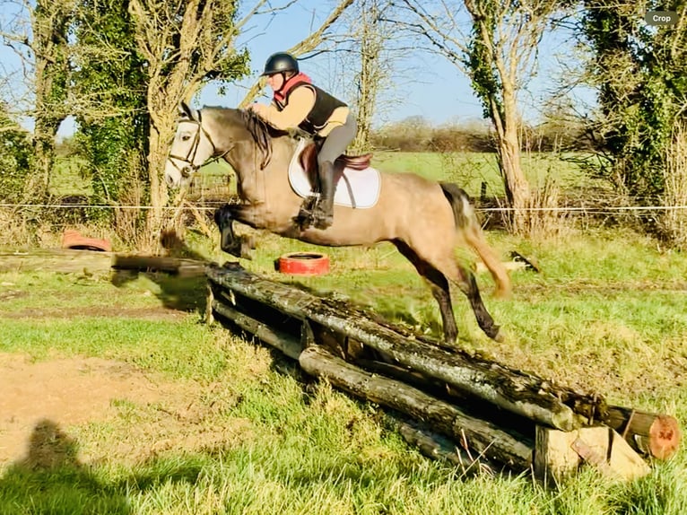 Connemara Caballo castrado 3 años 145 cm Tordo in Mountrath