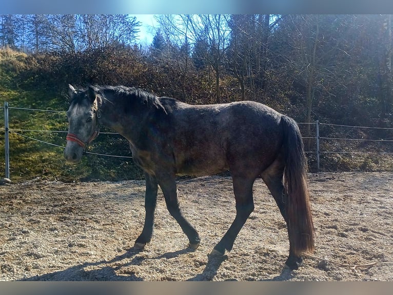 Connemara Caballo castrado 3 años 146 cm Tordo in Handenberg