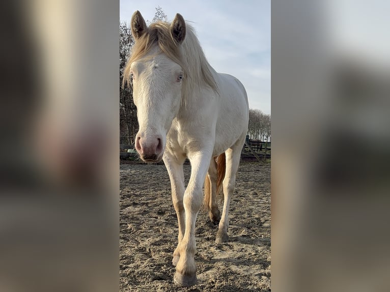 Connemara Caballo castrado 3 años 147 cm Cremello in Zwartewaal