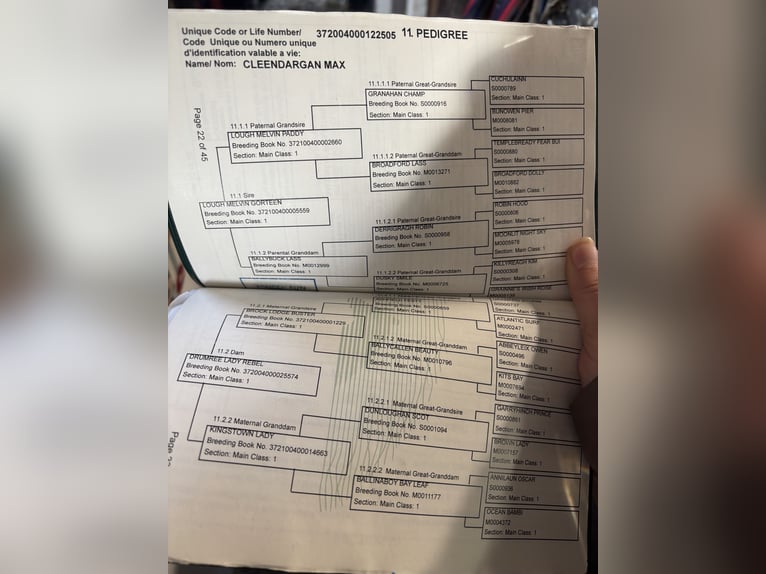 Connemara Caballo castrado 3 años 147 cm Cremello in Zwartewaal