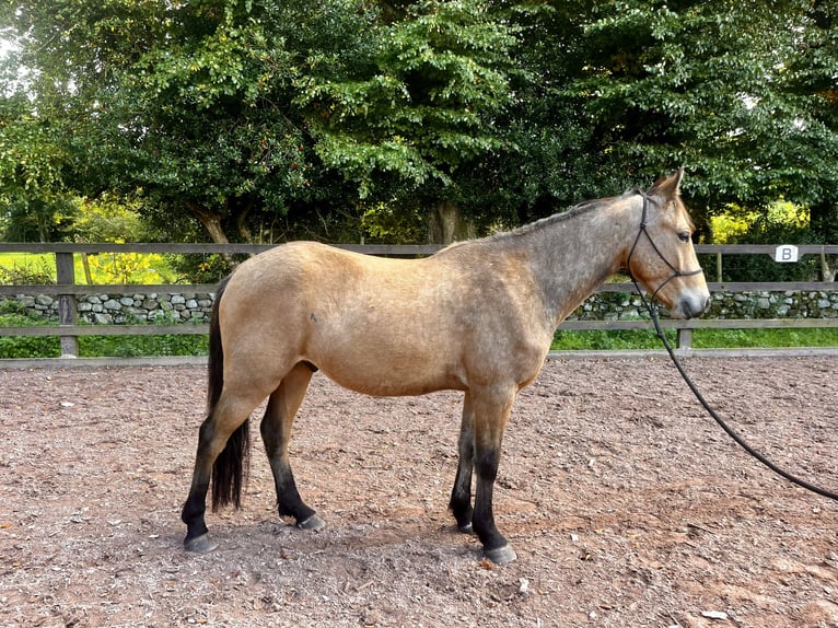 Connemara Caballo castrado 3 años 148 cm in Loughrea