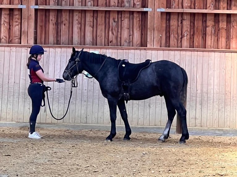Connemara Caballo castrado 3 años 148 cm Tordillo negro in Boppard