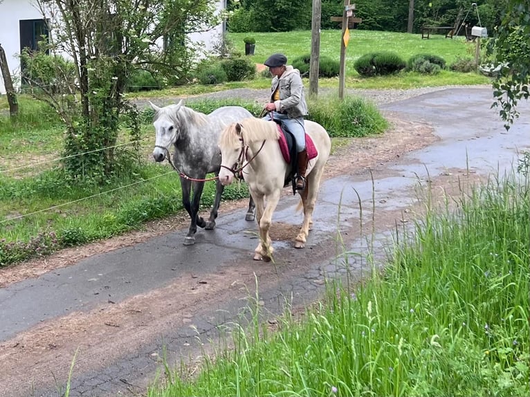 Connemara Caballo castrado 3 años 148 cm Tordo in Boppard