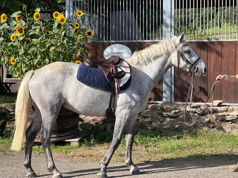 Connemara Caballo castrado 3 años 148 cm Tordo in Boppard