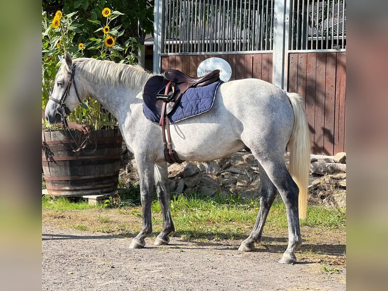 Connemara Caballo castrado 3 años 148 cm Tordo in Boppard