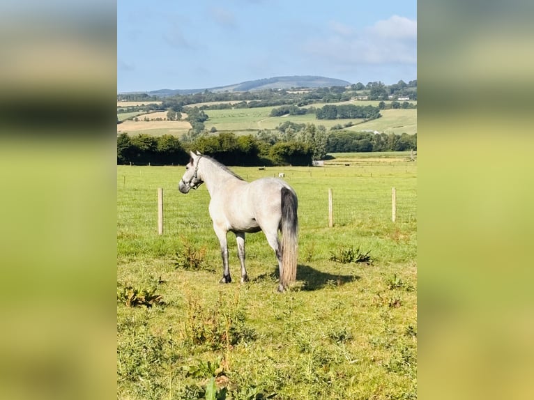 Connemara Caballo castrado 3 años 148 cm Tordo in Thurles
