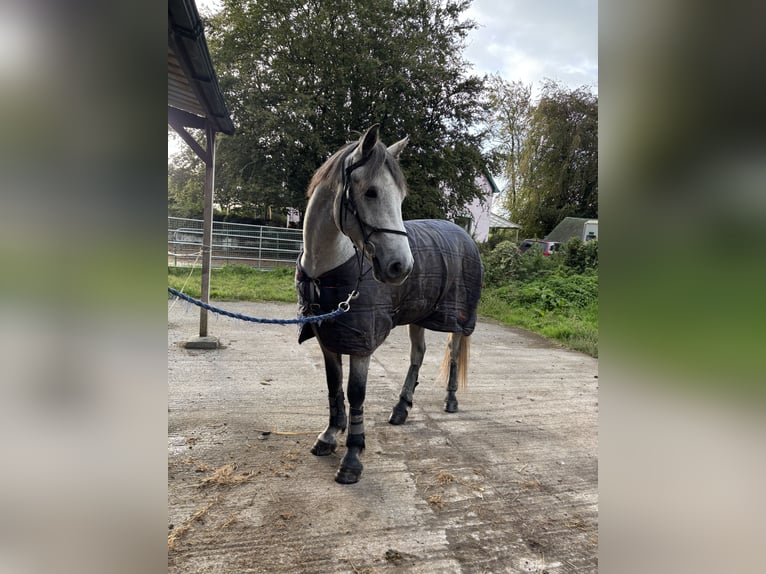 Connemara Caballo castrado 3 años 148 cm Tordo in Thurles
