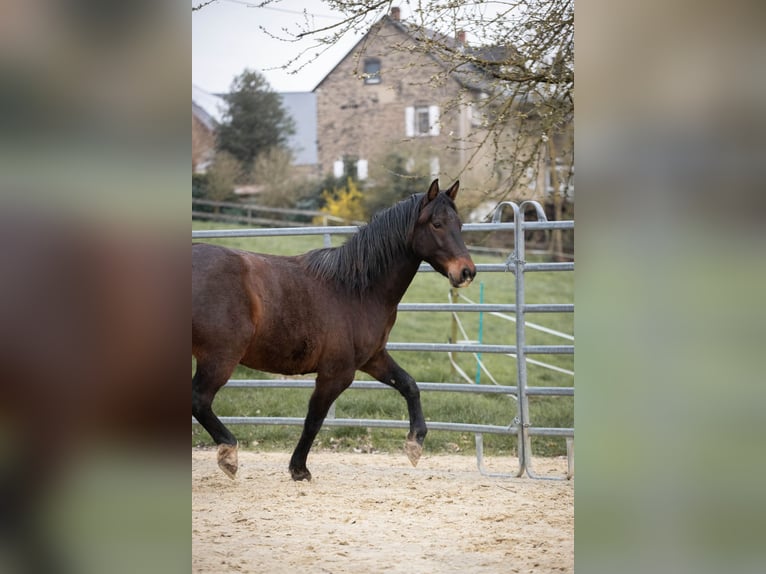 Connemara Mestizo Caballo castrado 3 años 150 cm Castaño in Münstermaifeld