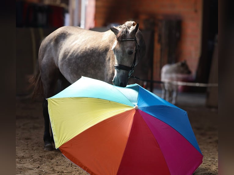 Connemara Caballo castrado 3 años 150 cm Musgo marrón in uelsen