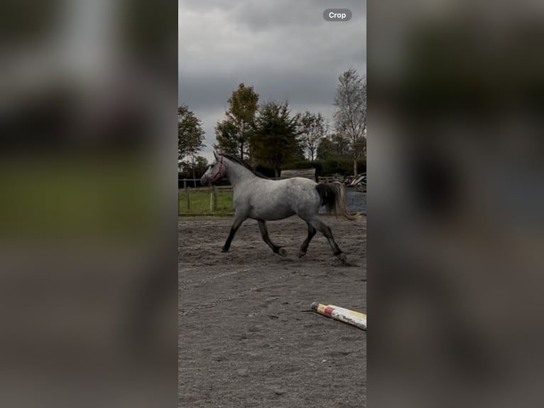 Connemara Caballo castrado 3 años 152 cm Tordo in Galway