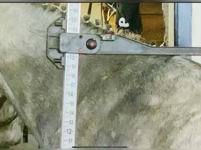 Connemara Caballo castrado 3 años 152 cm Tordo rodado in Adrela