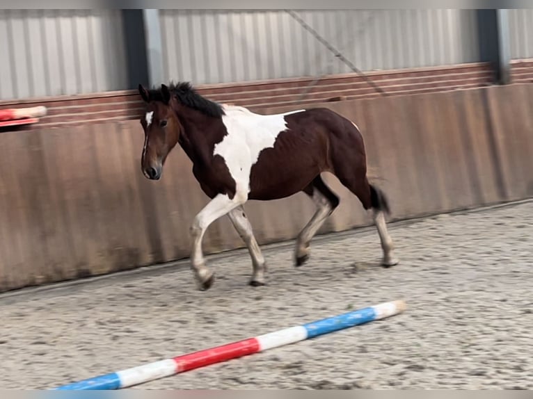 Connemara Caballo castrado 3 años 155 cm Pío in Zieuwent