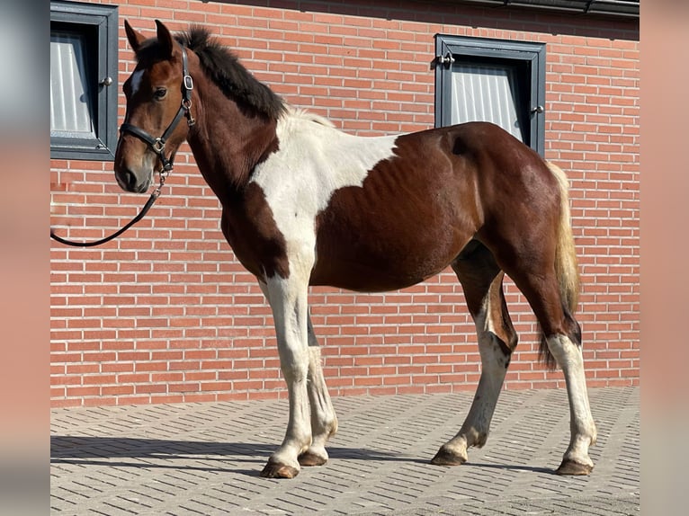 Connemara Caballo castrado 3 años 155 cm Pío in Zieuwent