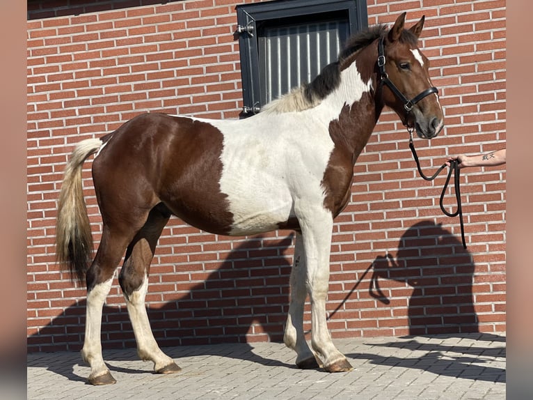 Connemara Caballo castrado 3 años 155 cm Pío in Zieuwent