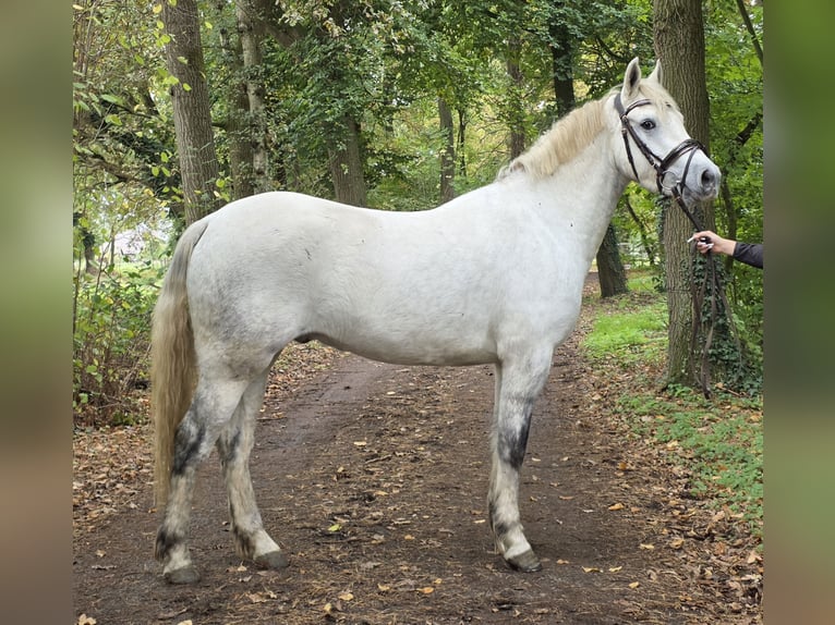 Connemara Caballo castrado 3 años 157 cm Tordo in Wachtendonk