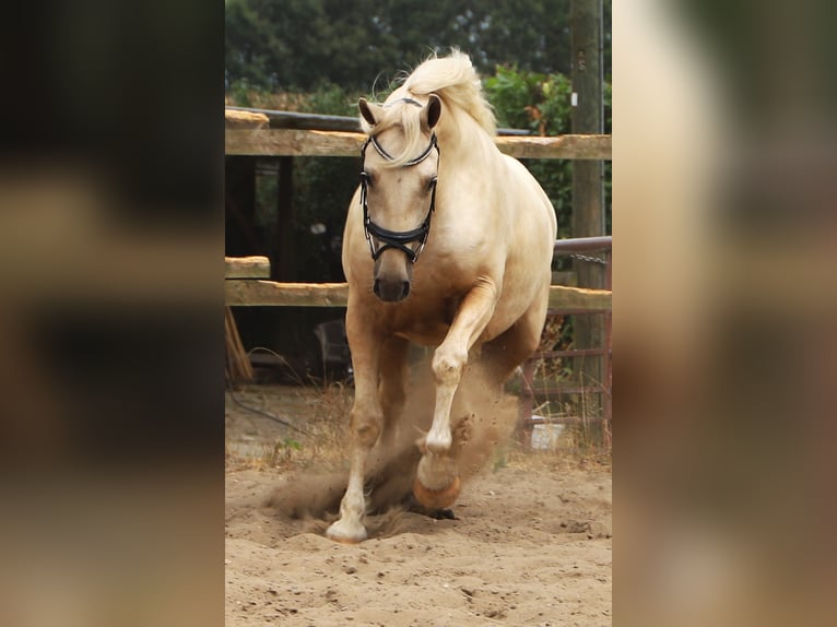 Connemara Mestizo Caballo castrado 3 años Palomino in Uelsen