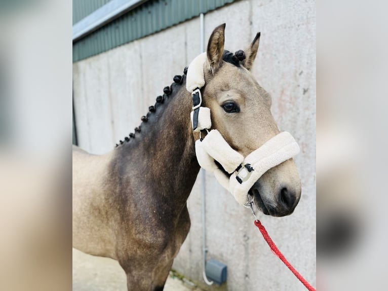 Connemara Caballo castrado 4 años 138 cm Bayo in Sligo