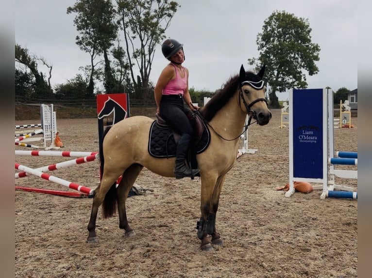 Connemara Caballo castrado 4 años 138 cm Bayo in Mountrath, Co. Laois