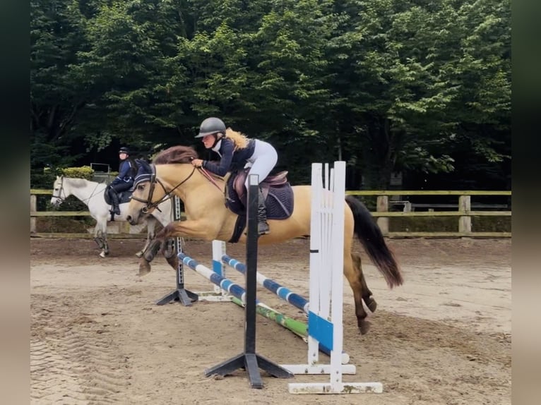 Connemara Caballo castrado 4 años 138 cm Bayo in Mountrath, Co. Laois