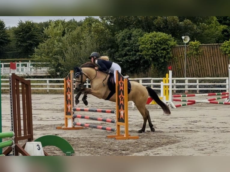 Connemara Caballo castrado 4 años 138 cm Bayo in Mountrath, Co. Laois