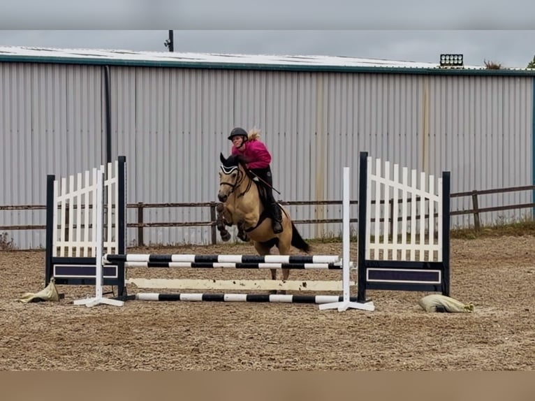 Connemara Caballo castrado 4 años 138 cm Bayo in Mountrath, Co. Laois
